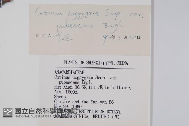 毛黃槴藏品圖，第2張