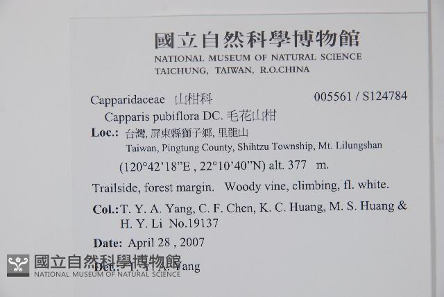 毛花山柑藏品圖，第2張