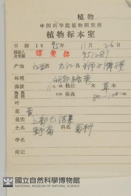 油菊、野菊藏品圖，第2張