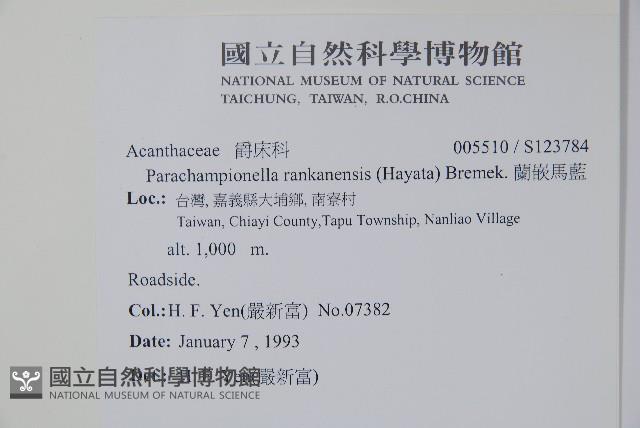 腺萼馬藍藏品圖，第2張