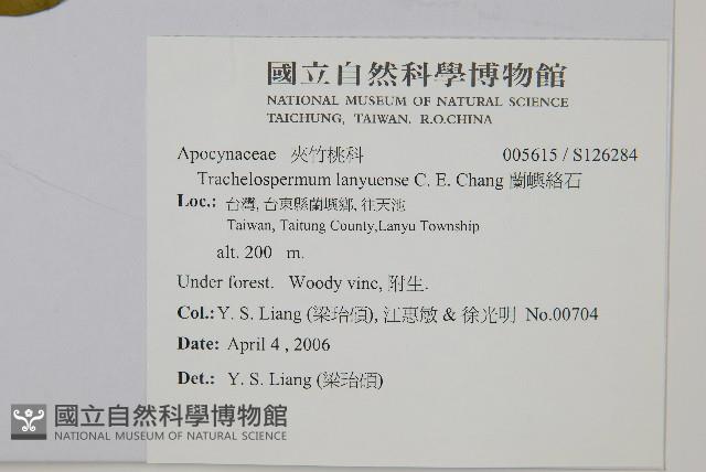 蘭嶼絡石藏品圖，第2張