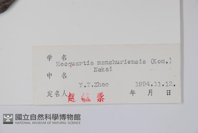 木通馬兜鈴藏品圖，第2張