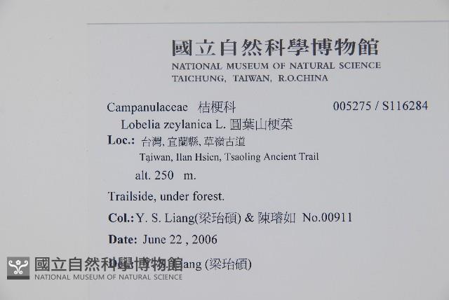 圓葉山梗菜藏品圖，第2張