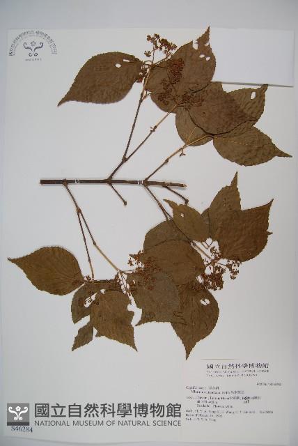 呂宋莢迷藏品圖，第1張