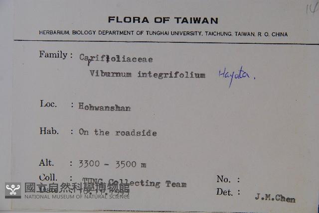 玉山糯米樹、狹葉糯米樹藏品圖，第2張