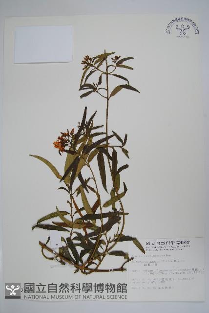 山橙藏品圖，第1張