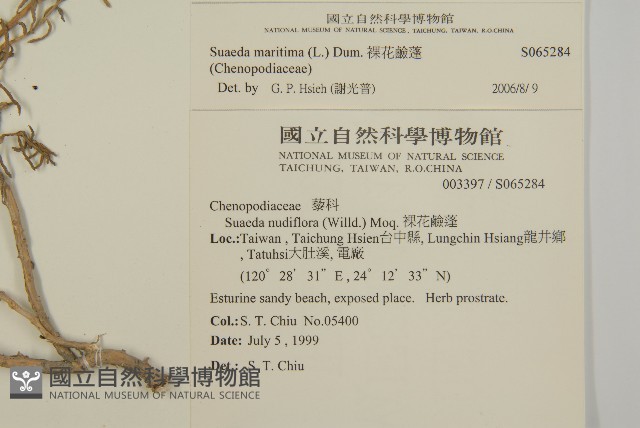 裸花鹼蓬藏品圖，第2張