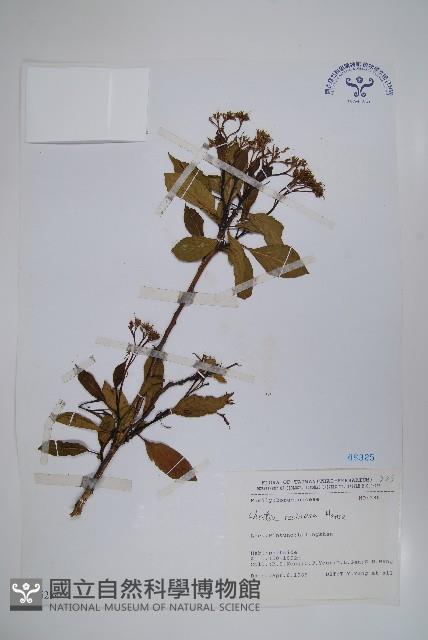 恆春厚殼樹藏品圖，第1張