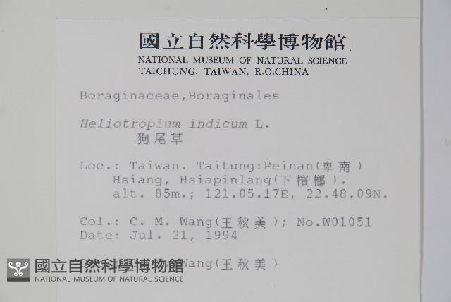 狗尾草藏品圖，第2張