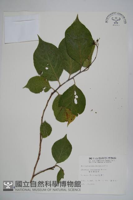 恆春厚殼樹藏品圖，第1張