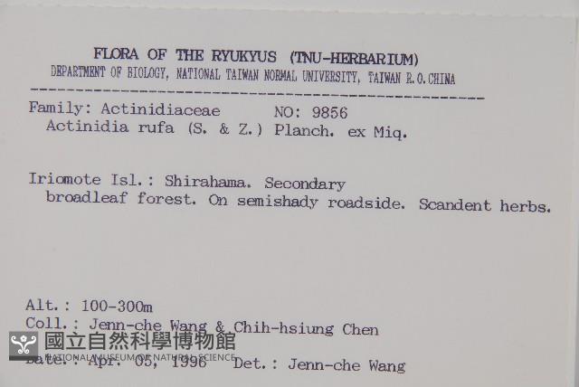 腺齒獼猴桃藏品圖，第2張