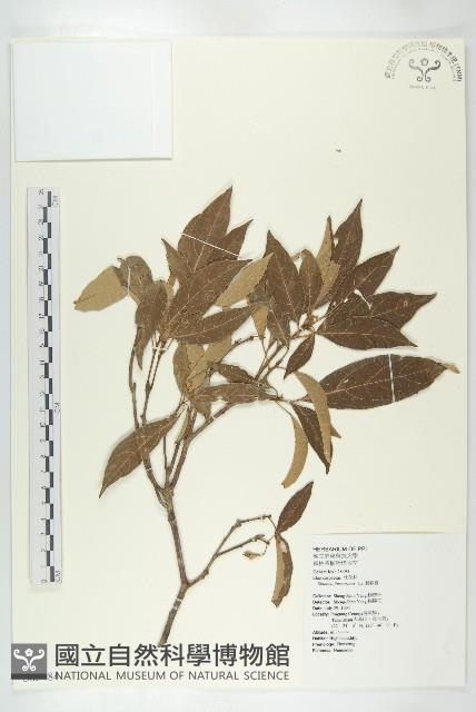 猴歡喜藏品圖，第1張