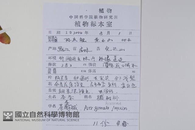 華北茶條槭藏品圖，第2張