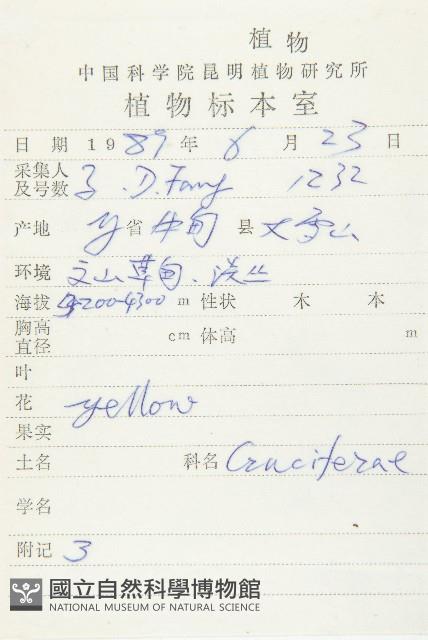 山菜葶藶藏品圖，第2張