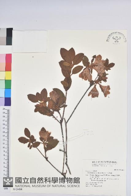 金毛杜鵑藏品圖，第1張