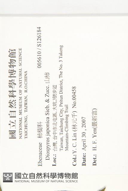 山柿, 山豆柿藏品圖，第2張