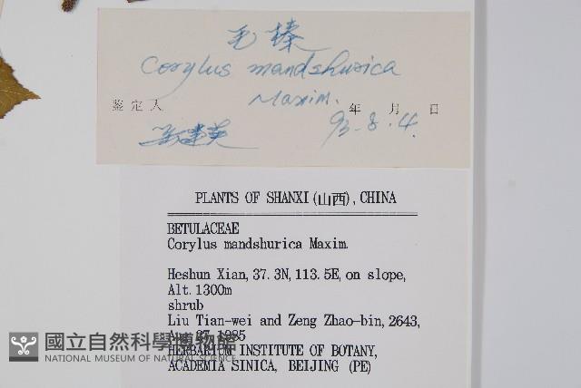 毛榛藏品圖，第2張