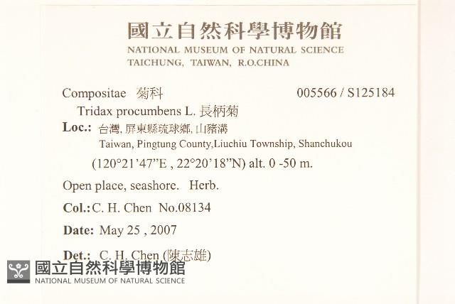 長柄菊藏品圖，第2張