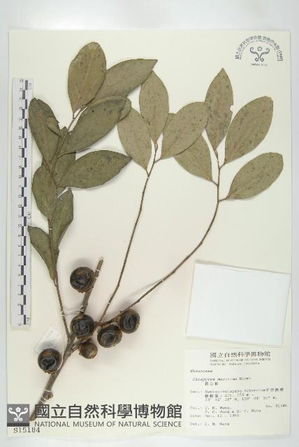 黃心柿藏品圖，第1張