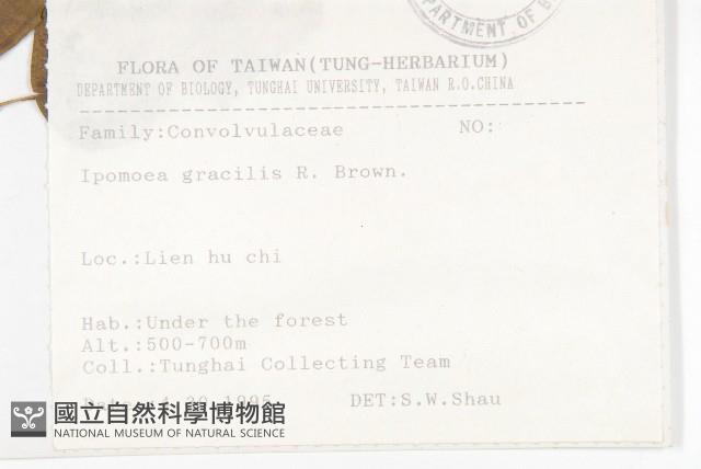 銳葉牽牛藏品圖，第2張