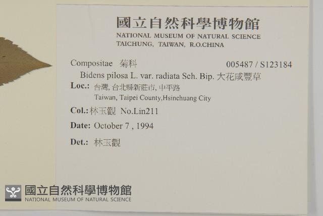 大花咸豐草藏品圖，第2張