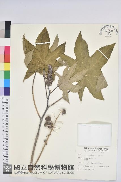 蓖麻藏品圖，第1張