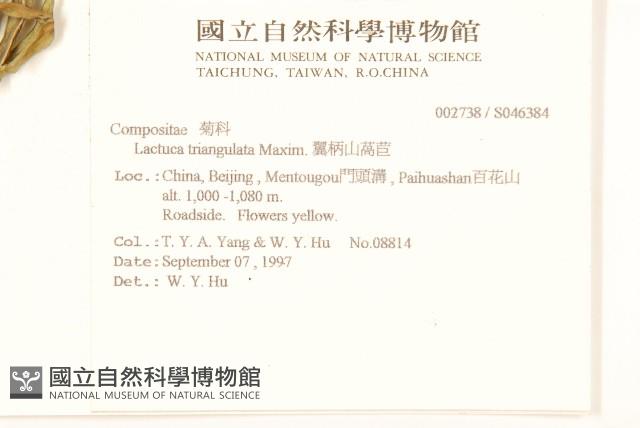 翼柄山萵苣藏品圖，第2張