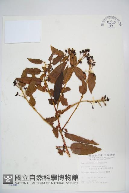 阿里山忍冬、漸尖葉忍冬藏品圖，第1張