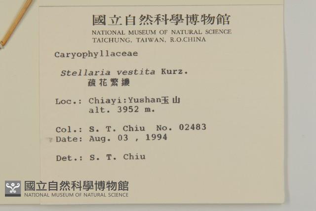 疏花繁縷藏品圖，第2張