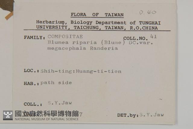 大頭艾納香藏品圖，第2張