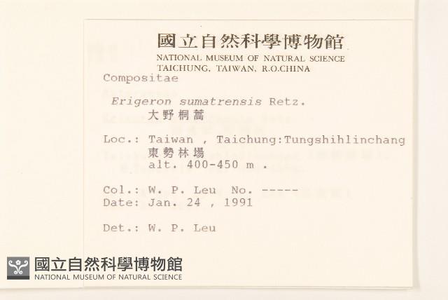 野茼蒿藏品圖，第2張