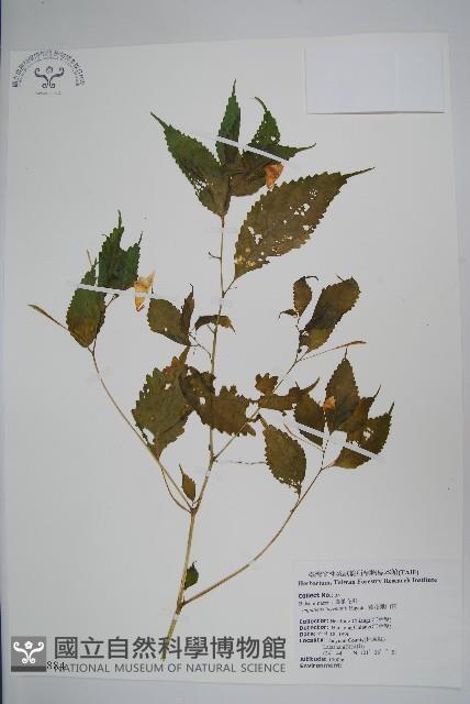 黃花鳳仙花藏品圖，第1張