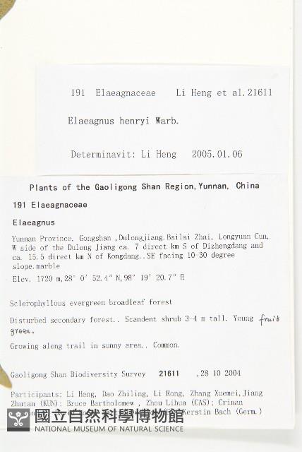 宜昌胡頹子藏品圖，第2張