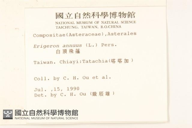 白頂飛蓬藏品圖，第2張