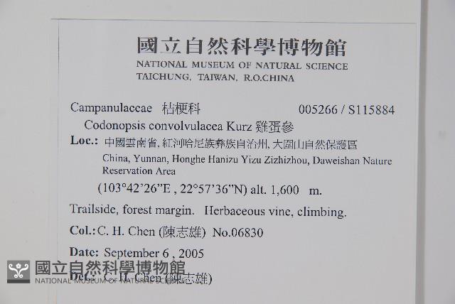 雞蛋參藏品圖，第2張