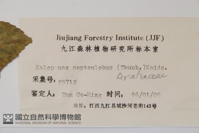 刺楸，蓖麻葉五加藏品圖，第2張