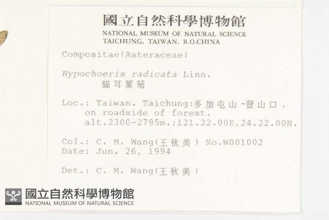 貓兒菊藏品圖，第2張