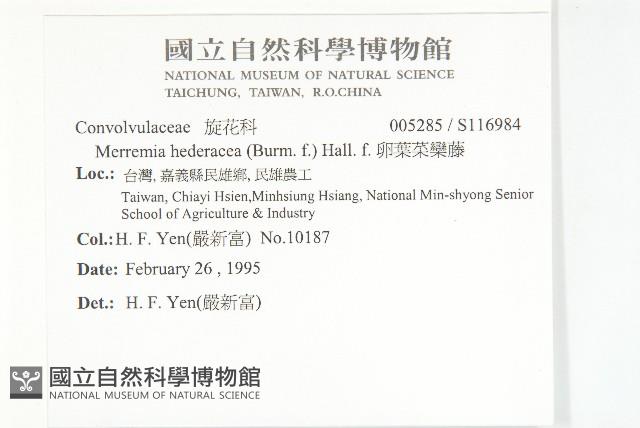 卵葉菜欒藤藏品圖，第2張