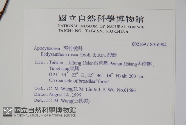 酸藤藏品圖，第2張