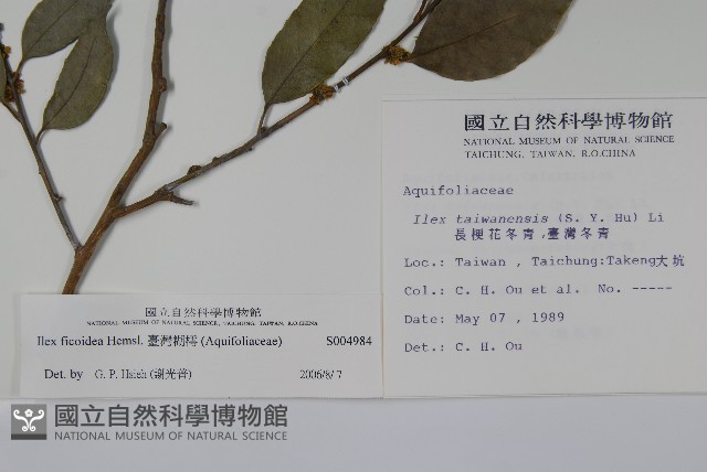 臺灣糊樗藏品圖，第2張