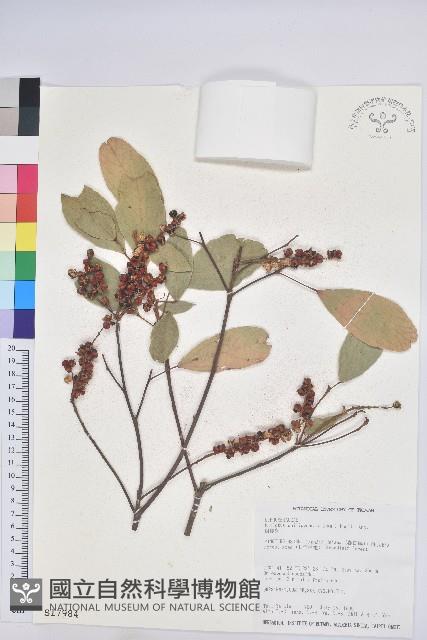 粗糠柴藏品圖，第1張