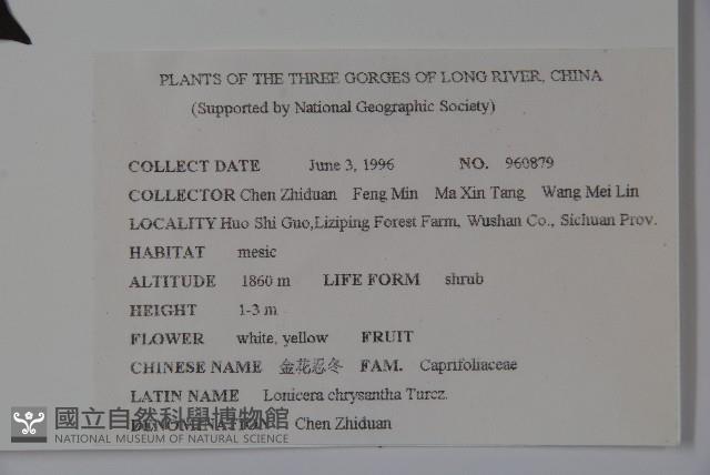 金花忍冬藏品圖，第2張