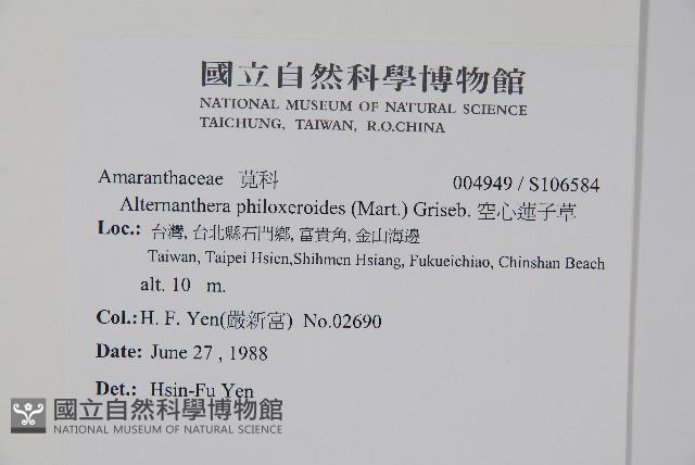 空心蓮子草藏品圖，第2張