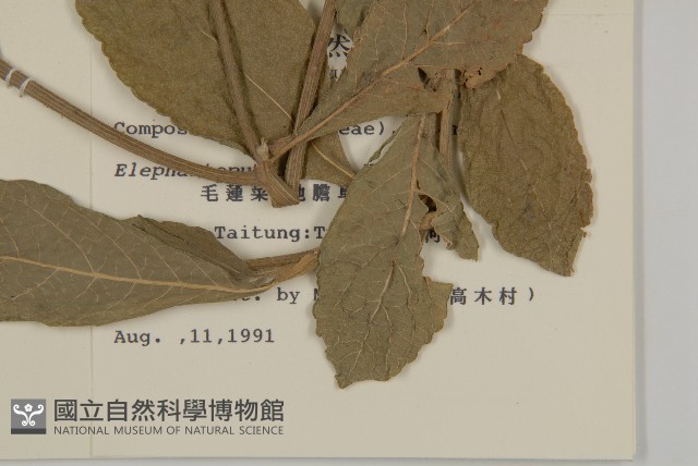 地膽草、毛蓮菜藏品圖，第2張