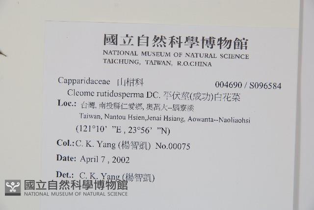 平伏莖白花菜、成功白花菜藏品圖，第2張