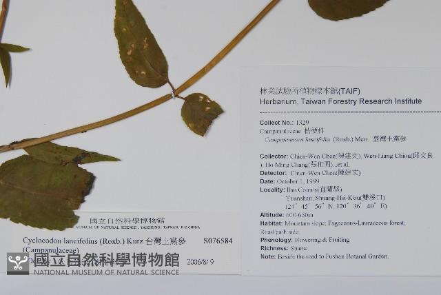 台灣土黨參藏品圖，第2張