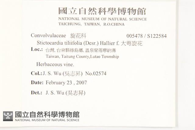 大萼旋花藏品圖，第2張