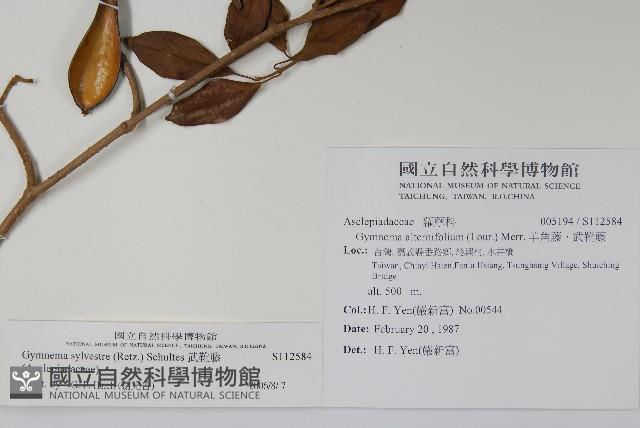 武靴藤藏品圖，第2張