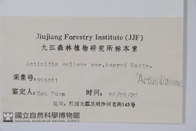 京梨獼猴桃藏品圖，第2張