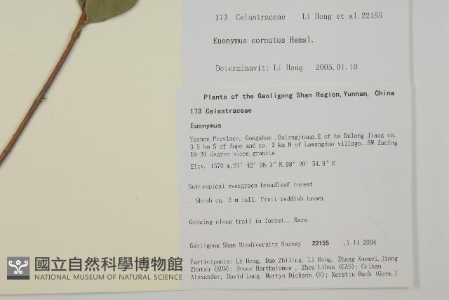 角翅衛矛藏品圖，第2張